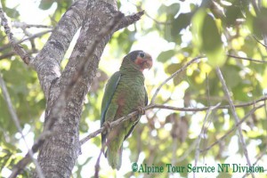 サクラボウシインコ　Cuban Parrot